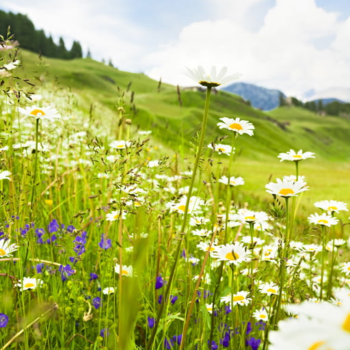 Vitality alpine flower meadow